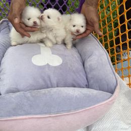 Pomeranians from Pomeraniaboston