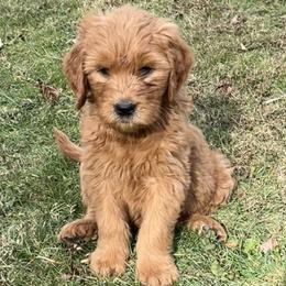 Ready for Christmas - Red collar male - Red  male Goldendoodle puppy in Etowah, North Carolina from Lance Doodle Farm
