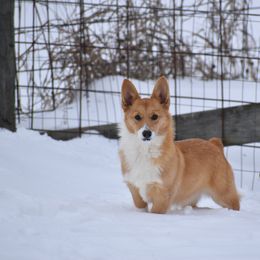 Lani - Pembroke Welsh Corgi