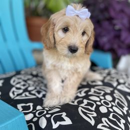 Goldendoodle Puppies from Deerly Doodles