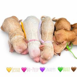 Jessie - Apricot female Goldendoodle puppy in Hot Springs, Arkansas from Hot Springs Kennels