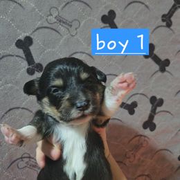 Boy 1 - Black and tan male Pembroke Welsh Corgi puppy in Necedah, Wisconsin from The 6Ks Paws and Hobbies