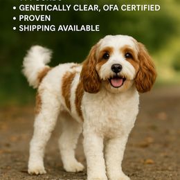 Jasper - Cavapoo