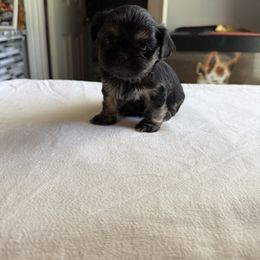 Ziggy - Black and tan male Shih Tzu puppy in Boiling Springs, South Carolina from Sherry Whiteside's Shih Tzus