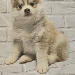 Todd - Gray and white male Pomsky puppy in Stover, Missouri from Lx2 County Line Pomskies
