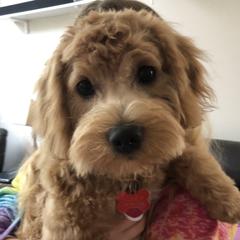 Honey - Goldendoodle
