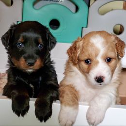 Assorted Doodle Crosses Puppies from Do Wah Diddy Doodles