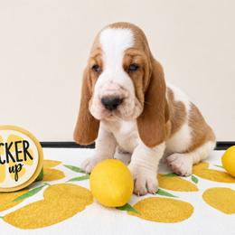 Winston - Red and white male Basset Hound puppy in Denison, Texas from Emma Lou's Baby Bassets