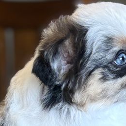 Toy Australian Shepherds from Sharon Larsen