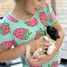 Havanese Puppies from PNW Havanese
