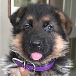 Male Puppy 1 - Black and red male German Shepherd puppy in Pocono Ranch Lands, Pennsylvania from Vom Haus Pharoah German Shepherd