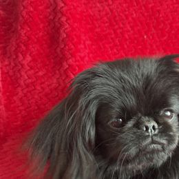 Dexter - Pekingese