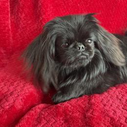 Dexter - Pekingese