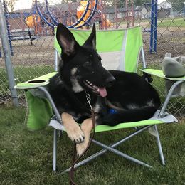 Tali - German Shepherd