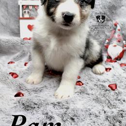 Pam - Blue merle Australian Shepherd puppy in Honey Grove, Texas from Fox Creek