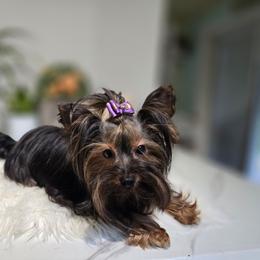 Zone Alo Av Av - Black and gold female Yorkshire Terrier puppy in Everett, Washington from 1 Star Dream Pups