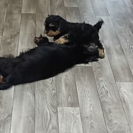 Cavapoo All Grown Up from Carolina Canines