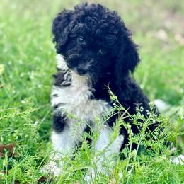 Flora - Black and white female Aussiedoodle puppy in Eastman, Georgia from Dood B Ranch