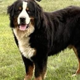 Bernese Mountain Dogs from Bernese/Labs & More
