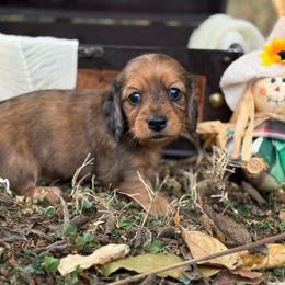 Shaded red dapple - Dapple female Dachshund puppy in Nashville, Arkansas from Whisenhunt Farms