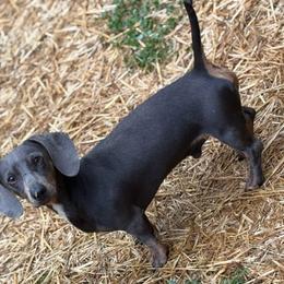 Tank - Blue and tan male Dachshund puppy in Indian Trail, North Carolina from Hilda’s Teenie Weenies