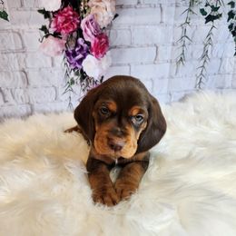 Beagle Puppies from Lovan's Spring Creek Kennel