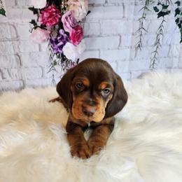 Beagle Puppies from Lovan's Spring Creek Kennel
