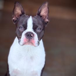 Rocky - Seal and white male Boston Terrier puppy in Edgewater, Florida from Bluewater Bostons