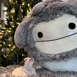 Blue Merle Parti pom - Blue parti male Pomeranian puppy in Taylor, Texas from Regal Poms