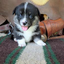 Adam Kendall - Black and tan male American Corgi puppy in Paden, Oklahoma from Sunray Ranch