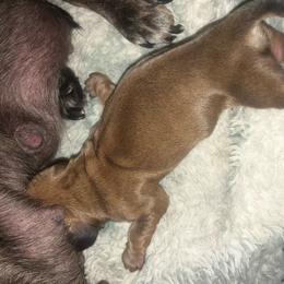 Clove - Red female Dachshund puppy in Sharon Springs, New York from Show Us The Way Homestead