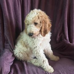 Jimmy - Parti male Goldendoodle puppy in Lowville, New York from Adirondack Labradoodles