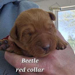 Beetle - Yellow male Labrador Retriever puppy in Sidney, Nebraska from Nebraska Strong Labradors