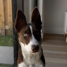 Border Collie Puppies from C Horns Ranch Border Collies