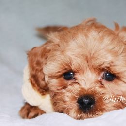 Leo - Red and white Shihpoo puppy in Humble, Texas from 🧸 Bear Paws: Poodle & Designer Toy Breed 🐩