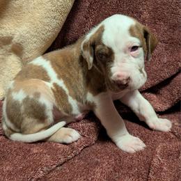 Chamomile - Chocolate and white female Great Dane puppy in Marlow, New Hampshire from Fox Hill Danes