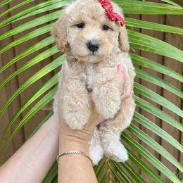 Goldendoodle and Sheepadoodle Puppies from Daisy Doodles LLC