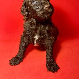Mousse - Brown male Poodle puppy in Snellville, Georgia from Felicia's French Bulldogs