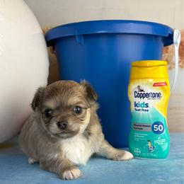 Petey - Black sabled fawn male Chihuahua puppy in Gloucester, Virginia from Charlotte's Web of Chihuahuas