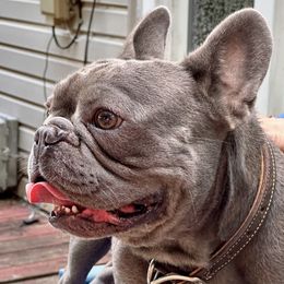 Max - French Bulldog