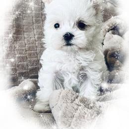 Maltese Puppies from Rockin Rivers AKC Maltese & Malshi's
