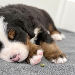 Bernese Mountain Dog Puppies from Cocos Puppy Tales