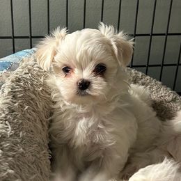 AKC Korean Female - White female Maltese puppy in Coats, North Carolina from Angie's Puppies