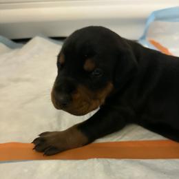 Girl 1 - female Doberman Pinscher puppy in Fort Lauderdale, Florida from Lakewood European Dobermann Kennel