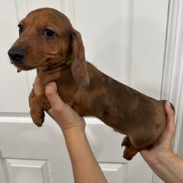 Bruno - Dapple male Dachshund puppy in Modesto, California from Raws Doxies
