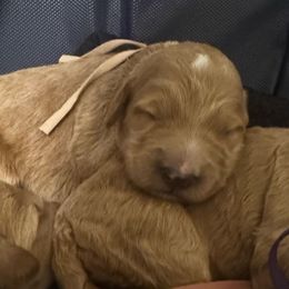 Sandy - light pink collar - Apricot female Goldendoodle puppy in Puyallup, Washington from Dawnie’s Doodles