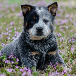 Ripley - Blue speckled female Australian Cattle Dog puppy in Fairview, Oklahoma from Flying D Kennels