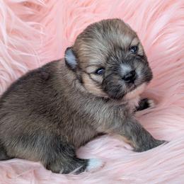 Bubbles - Orange sable female Pomeranian puppy in Utah from Pop Off Pomeranians
