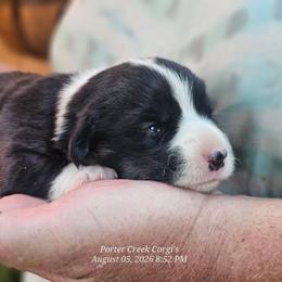 American Corgi Puppies from Porter Creek Corgis