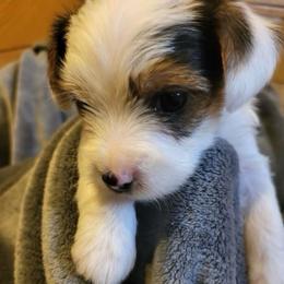 Parti Girl 2 - Parti female Yorkshire Terrier puppy in Willow Grove, Pennsylvania from Willow Grove Yorkie